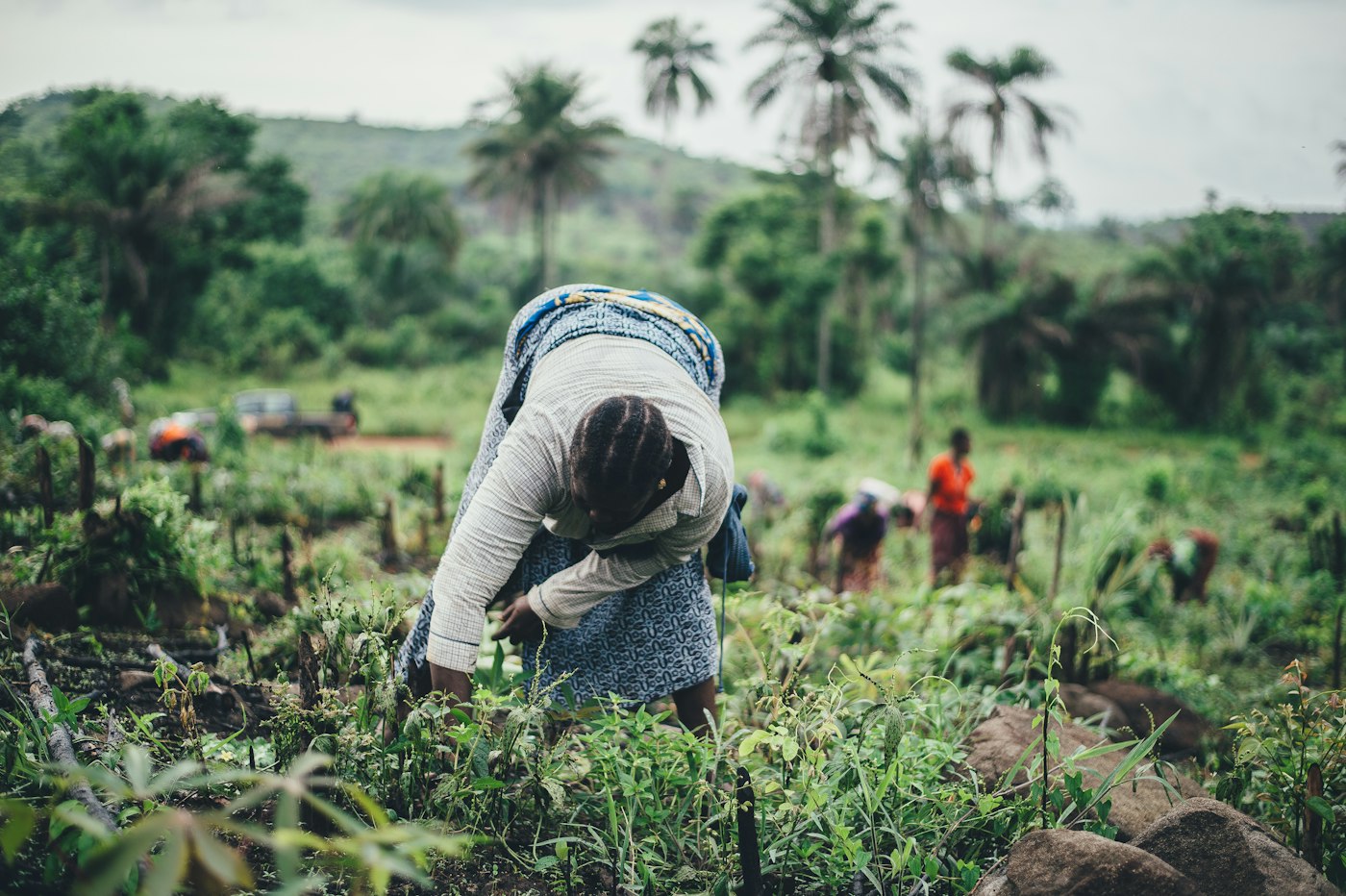 Women planting cassava together in Sierra Leone