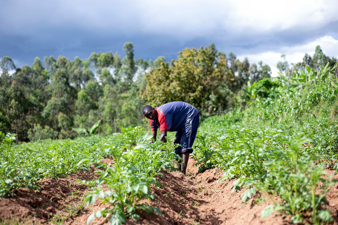 Farmer closely inspecting healthy crops in a field