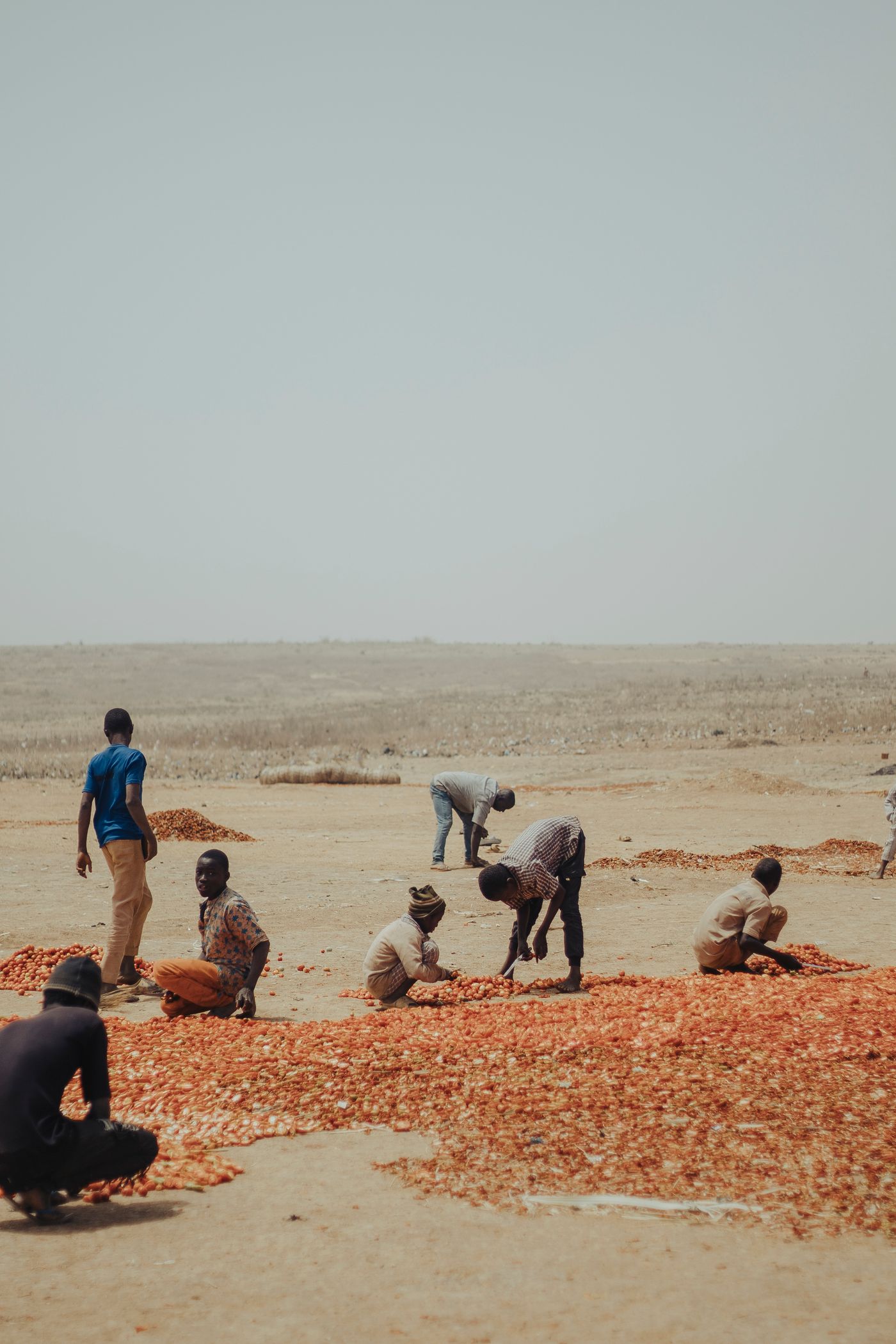 A team of Nigerian farm workers sorting harvested crops